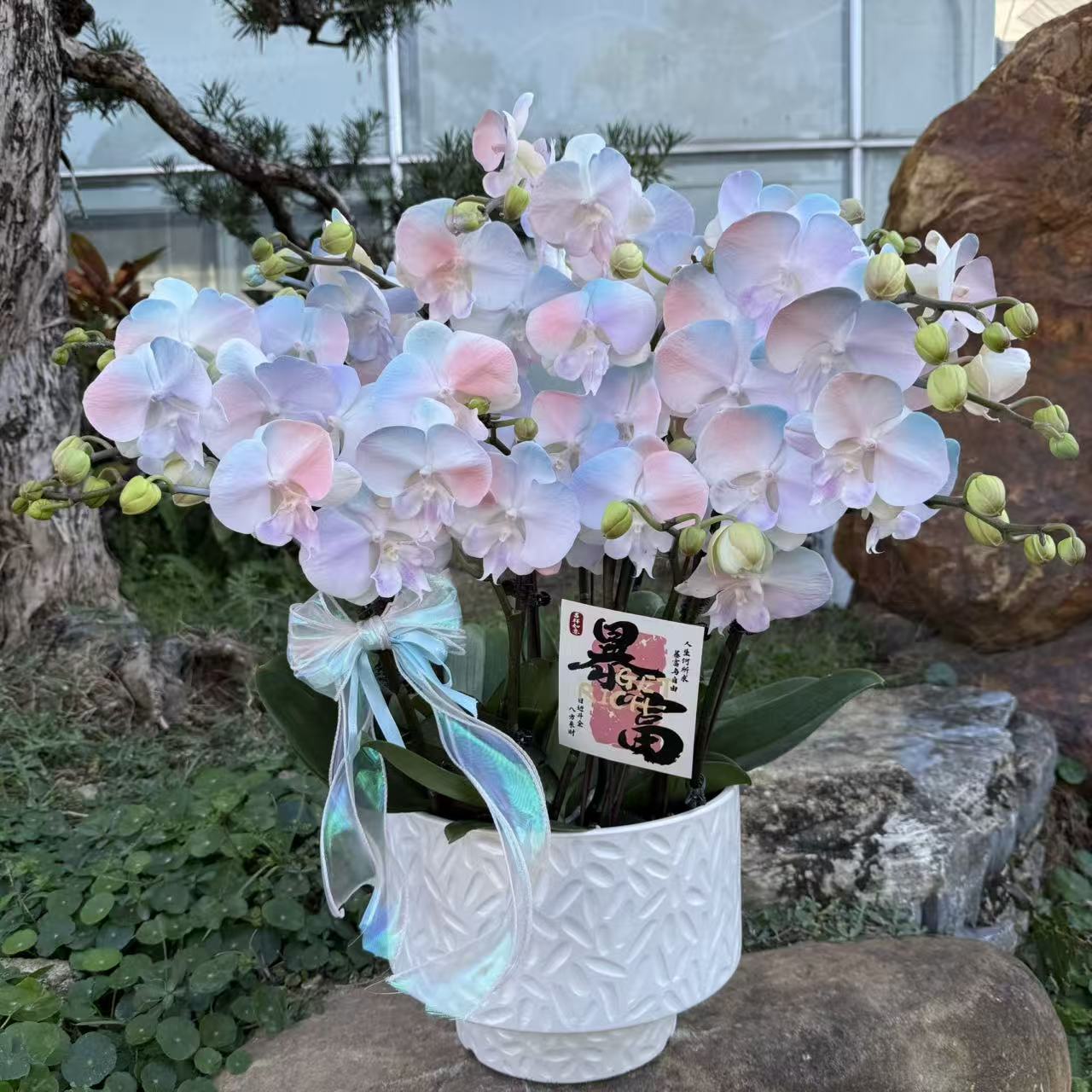  蝴蝶兰《彩虹》 小众品种带香味马卡龙色系爆款 特殊工艺 植物上色