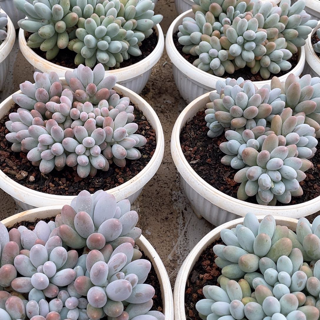 汤圆控养老桩群16-18厘米可挑