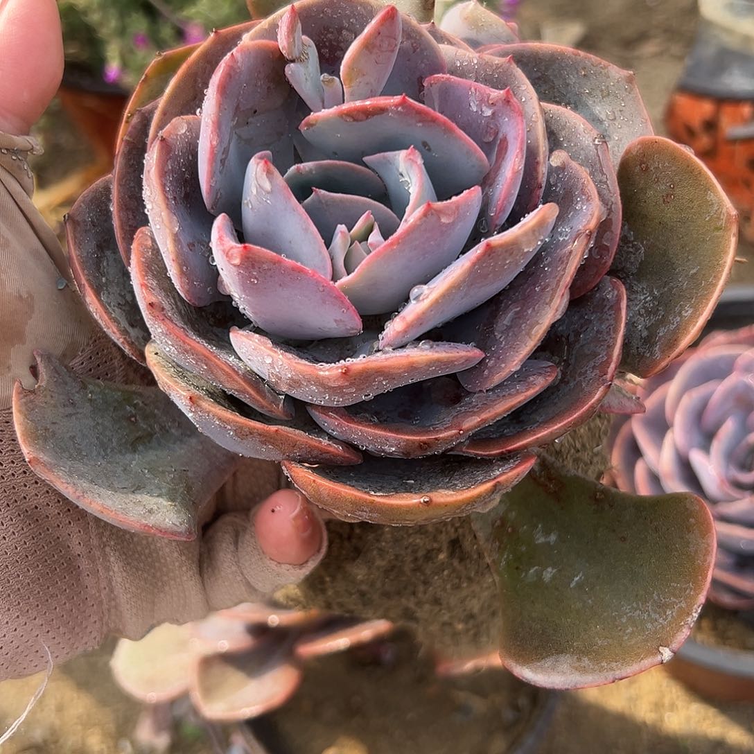 多肉植物尘埃玫瑰