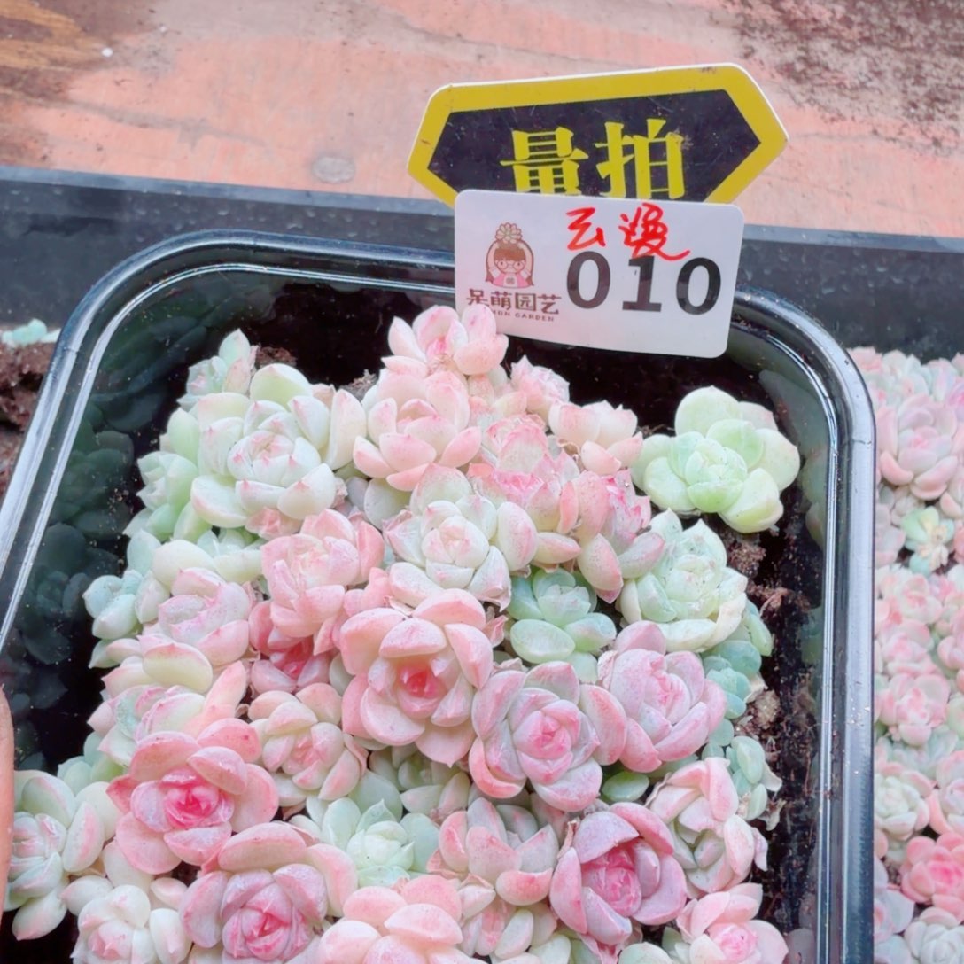 多肉植物多肉植物