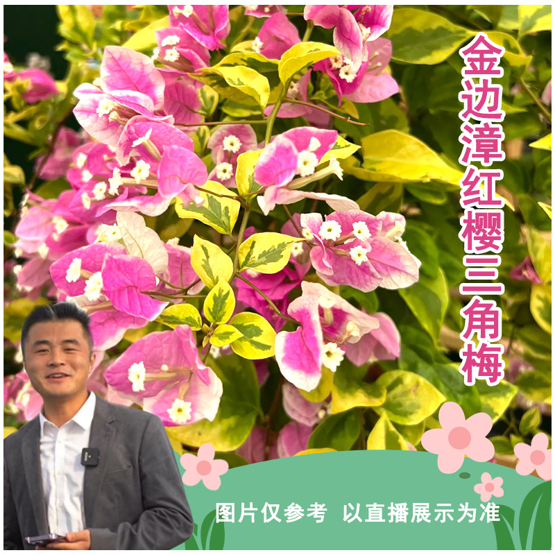 金边漳红樱三角梅喜光易养护勤花室内室外阳台庭院花卉盆栽地栽