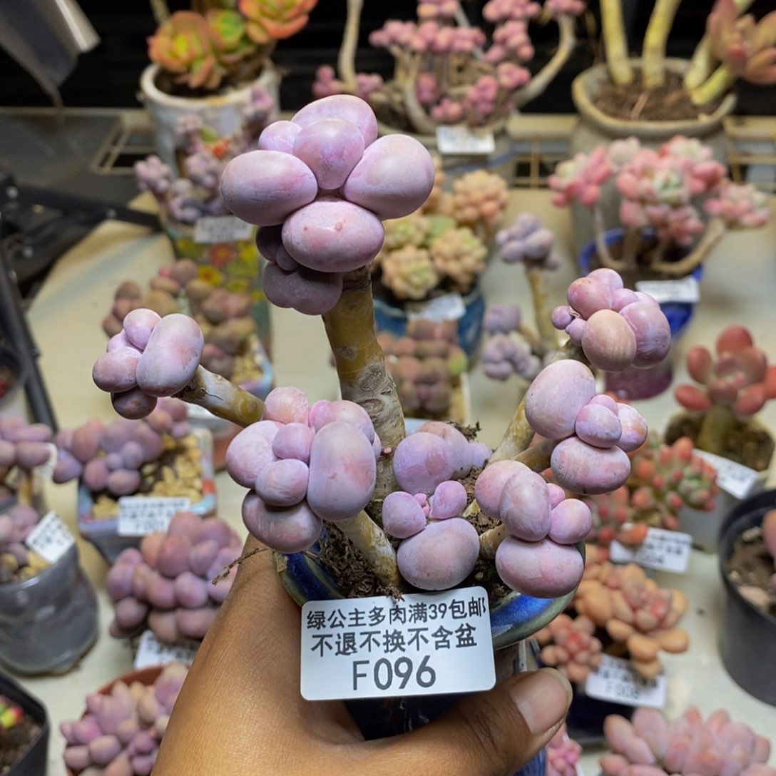 096芭比奶多肉9cm