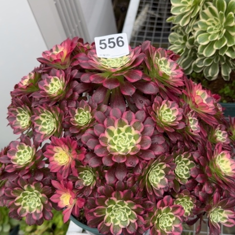 556天合朵朵32厘米左右