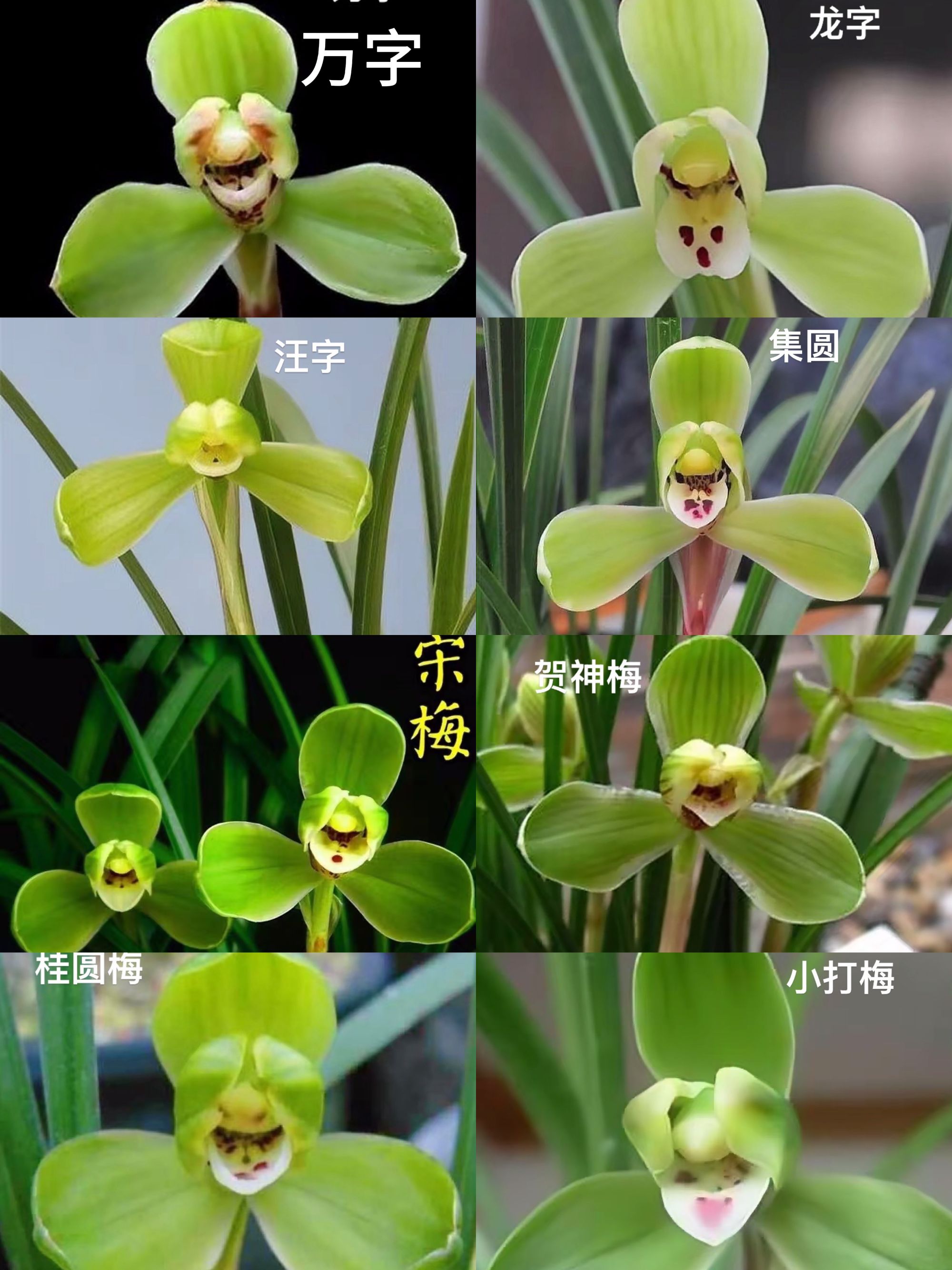 春兰老八种（一套）