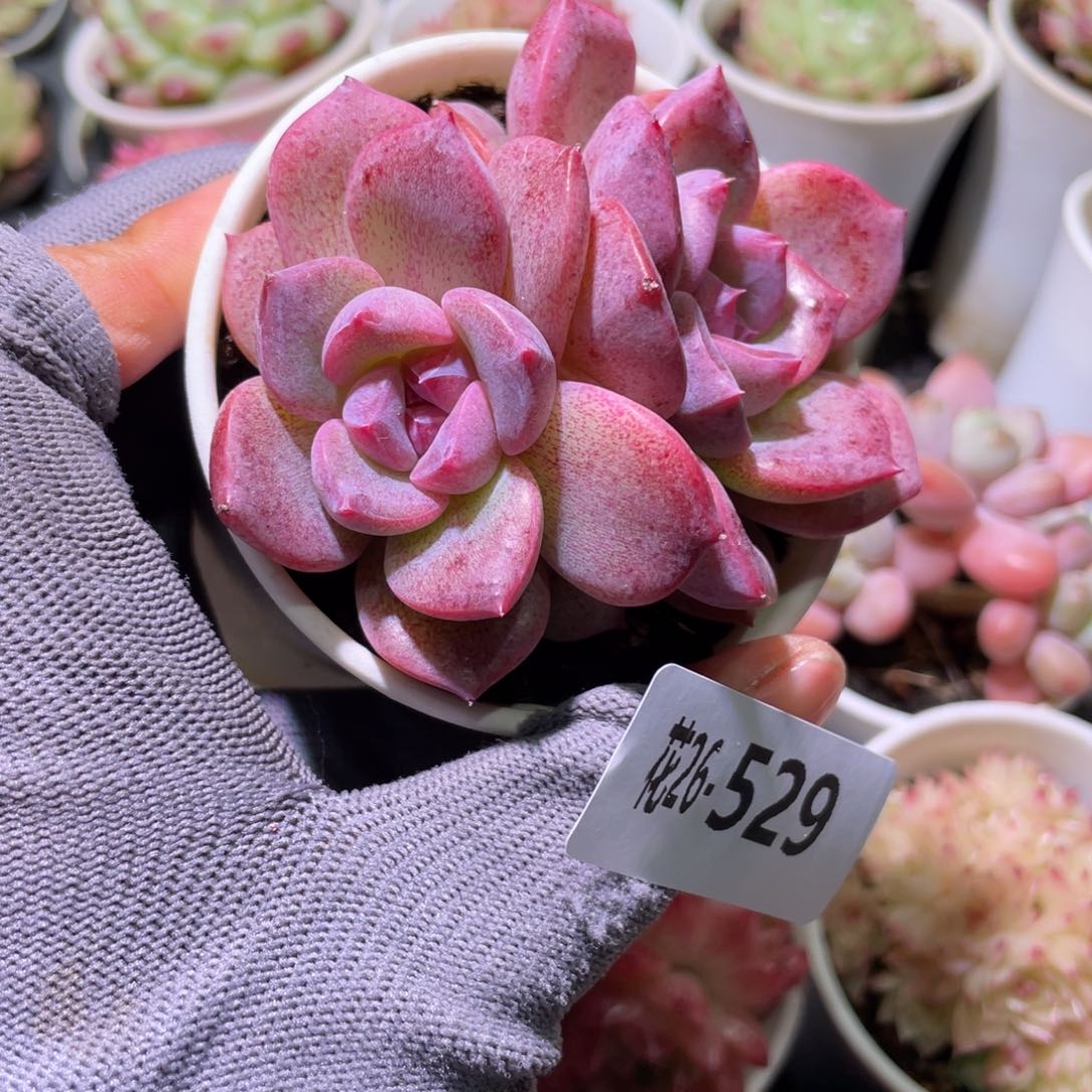 花利美26-529糖心新品