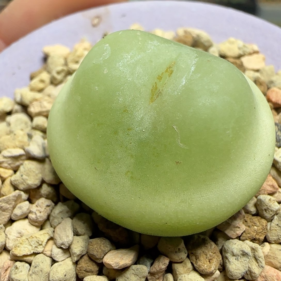 2.2号多肉拉登2.7公分67号