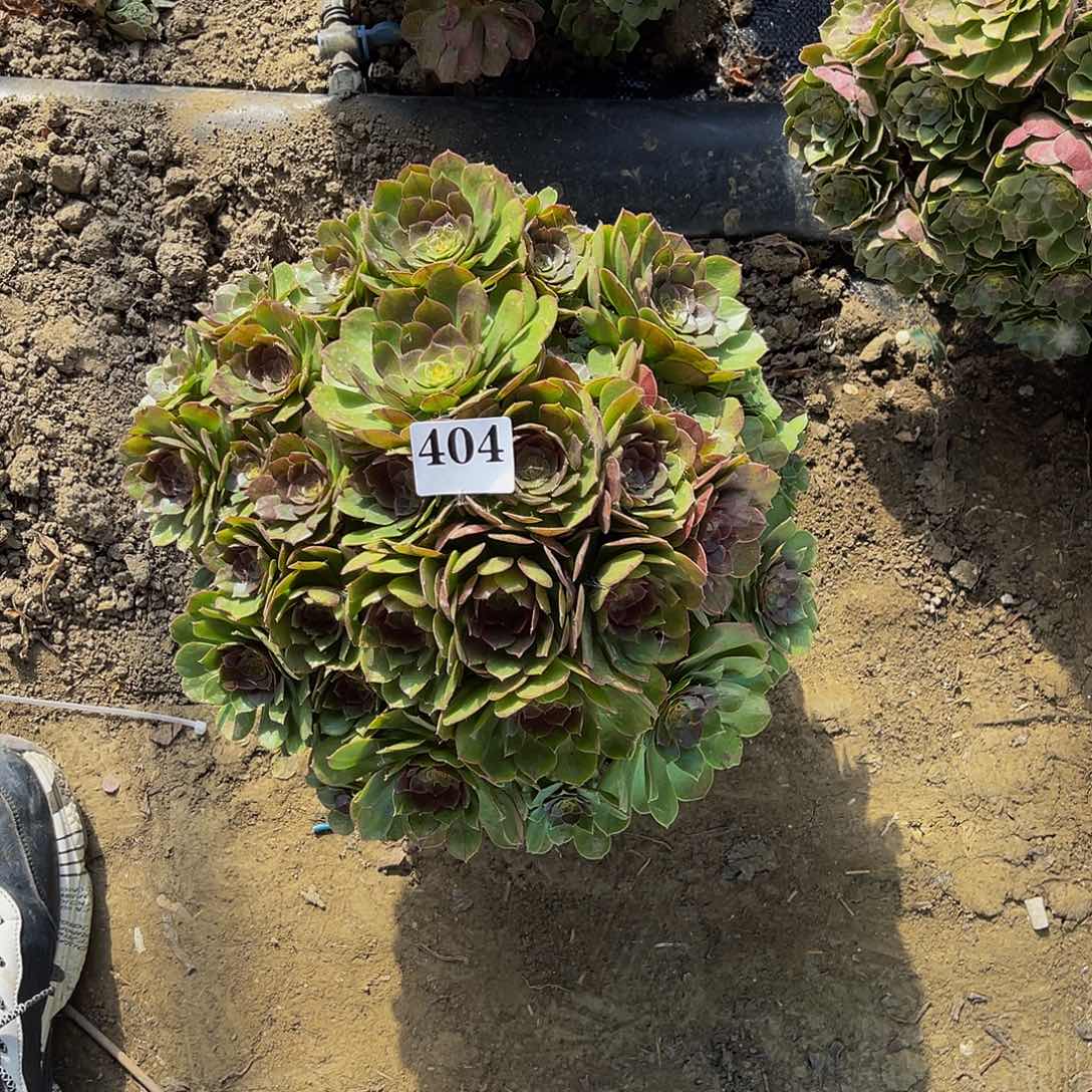 万圣节法师多肉1-6