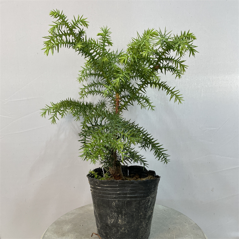 澳洲杉盆栽不老松盆景四季常青绿植