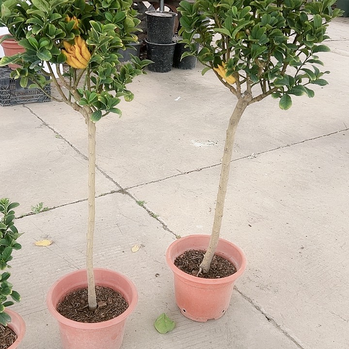 道****)23457788899999