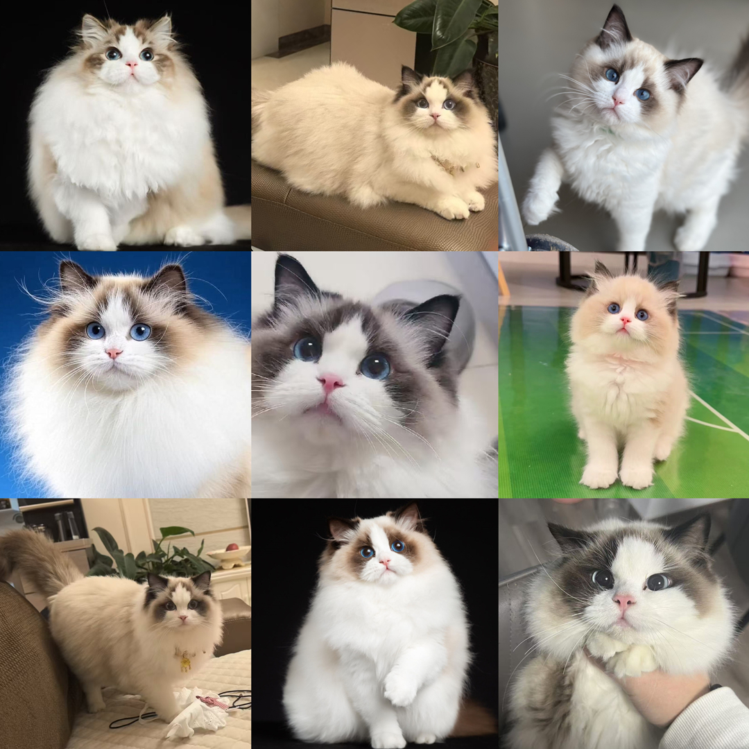 『满分很奈斯』纯种布偶猫小宠物幼崽出售赛级血统健康保证直播选猫