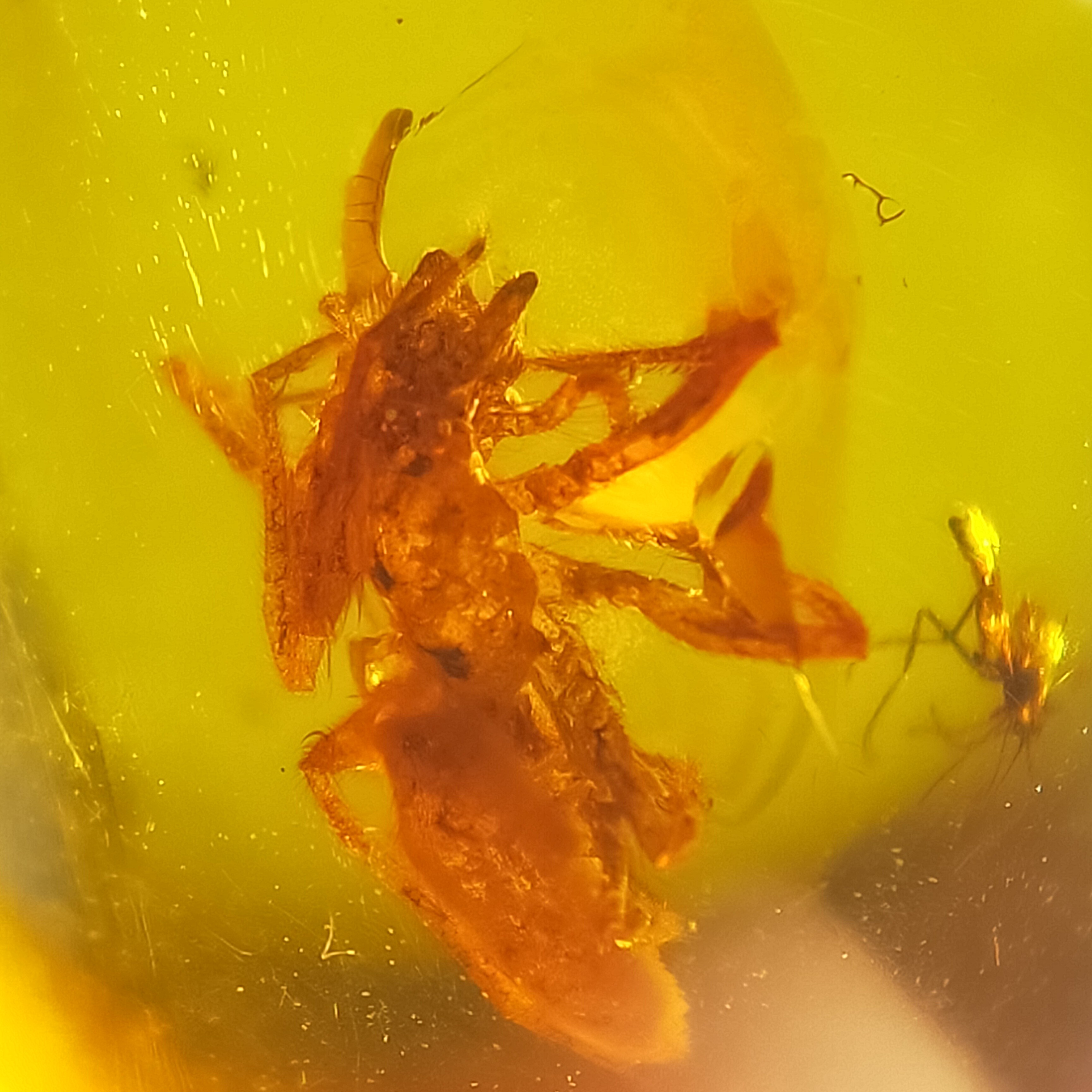 蜘蛛捕食天然缅甸琥珀虫珀原石裸石无优化化石珠宝首饰保真