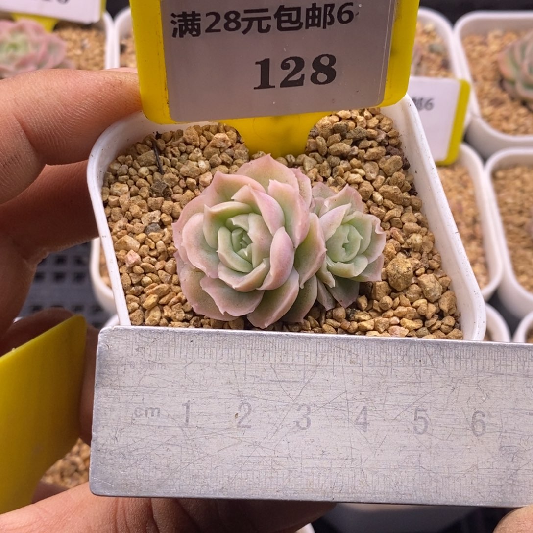 6128水晶虾饺双多肉植物
