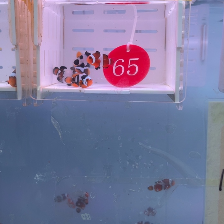 海水鱼精品混搭5条2-3
