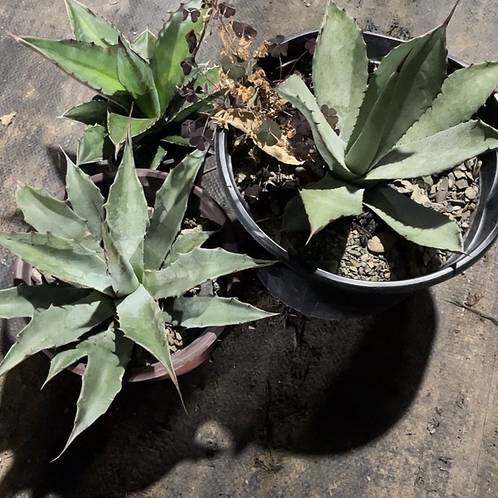 家***集无花朵龙舌兰绿色植物