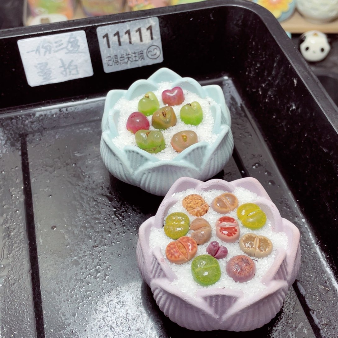 w11111一份两盆量拍