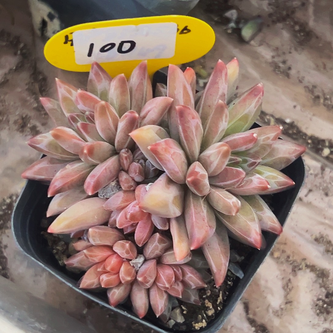 桔云多肉美人精品系列