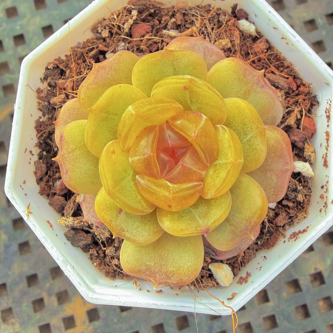 多肉彩恋（满12.9包邮）