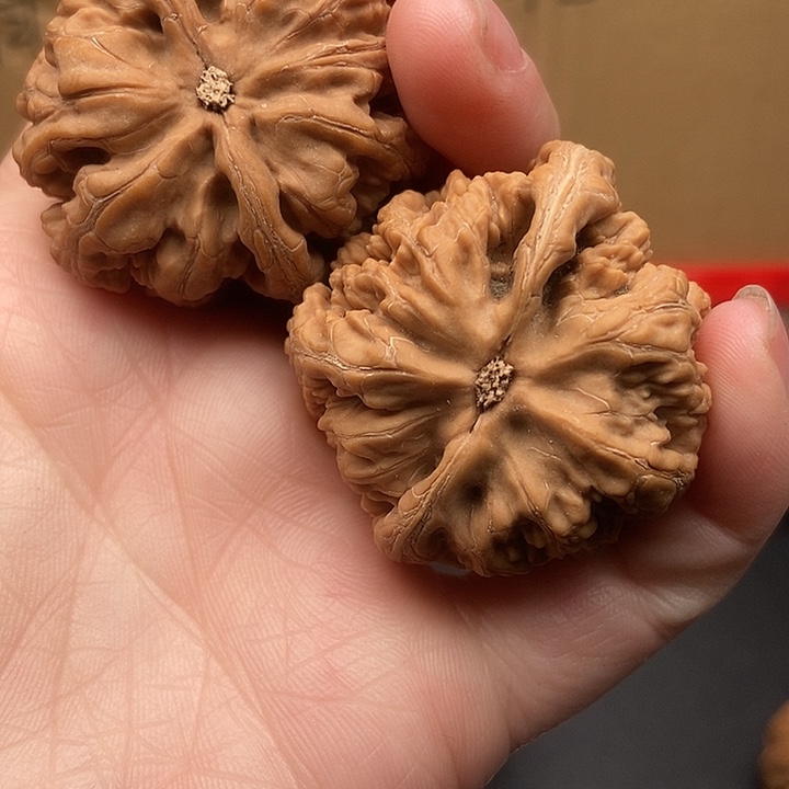 往***！大大大大大大粗筋有黄