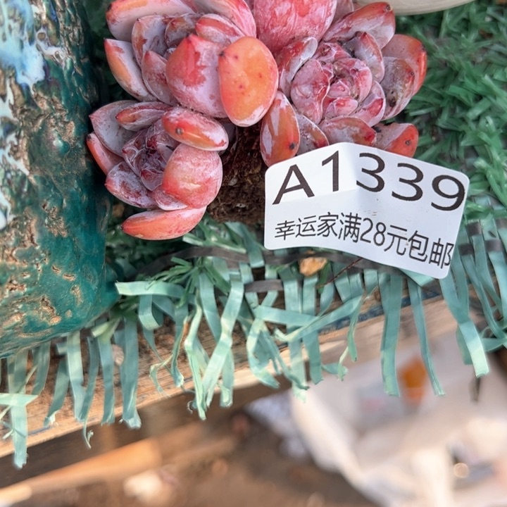 幸运的是我的朋友们都