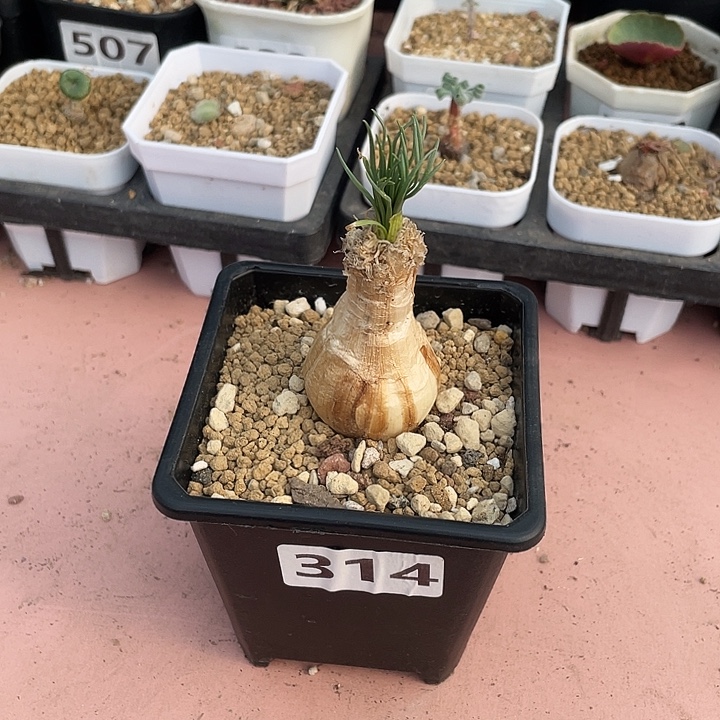 314产地GG弹簧草块根