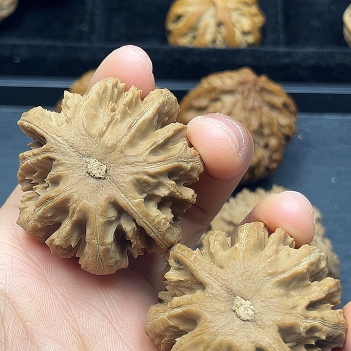吧***波香樟木秦岭突突突突突突