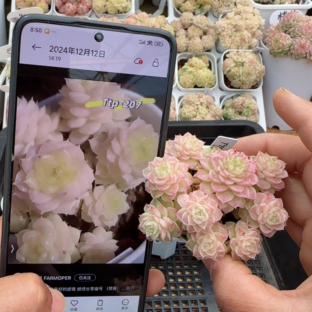 【闪购商品】0225-11（ttp-207）