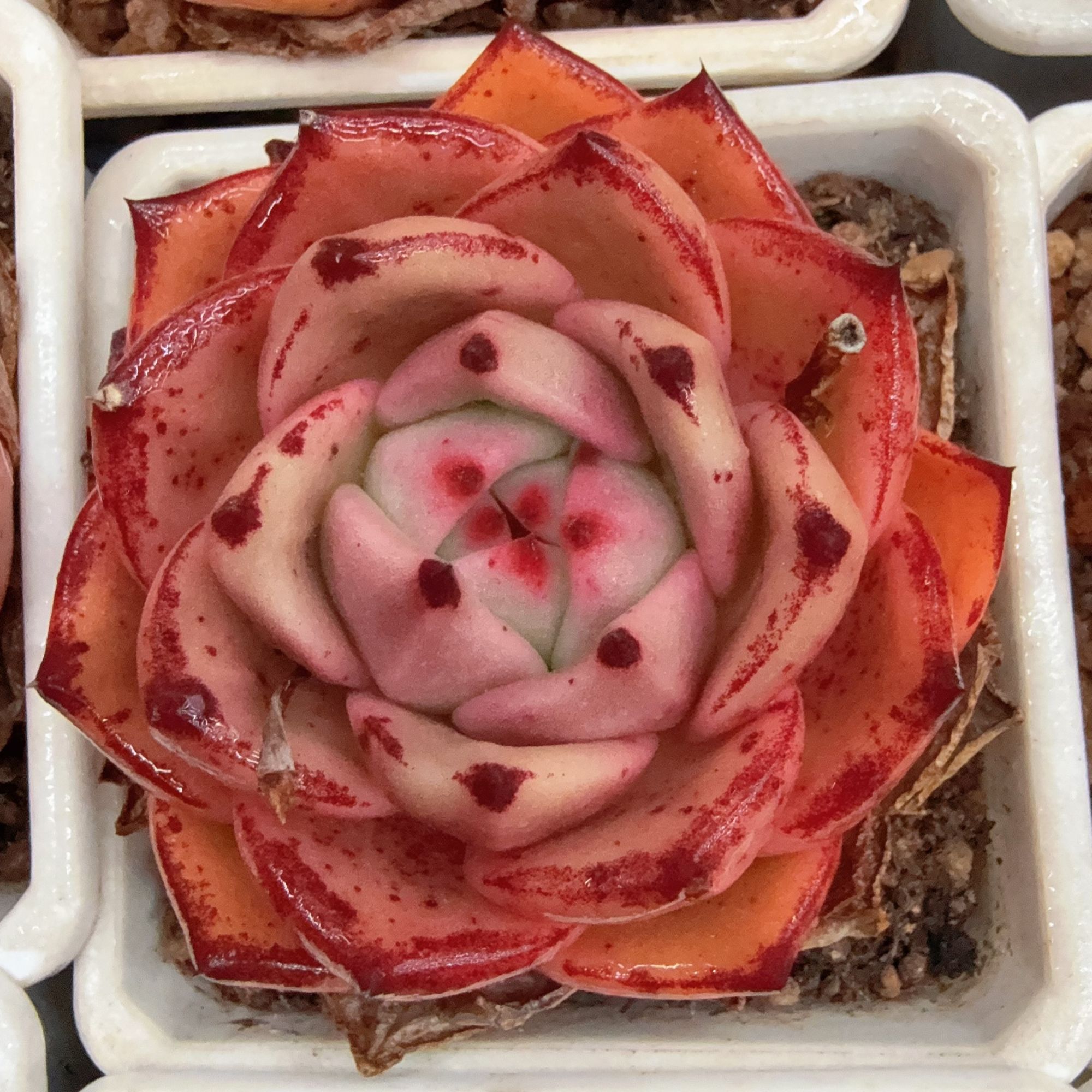 90#约瑟芬单头（5-8cm）脱土