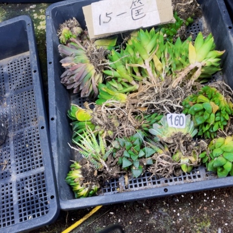 160丑雨露一筐0下不拍