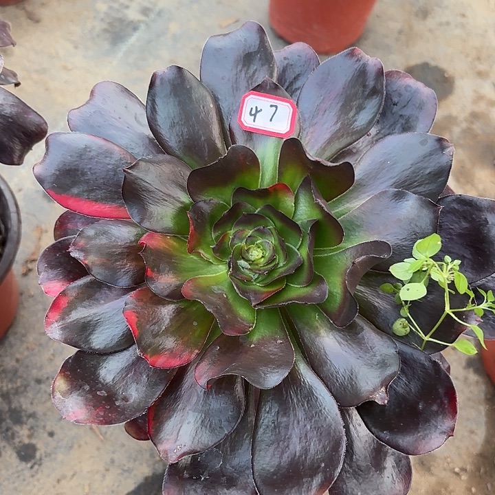 阿***航巫毒七彩47法师多肉