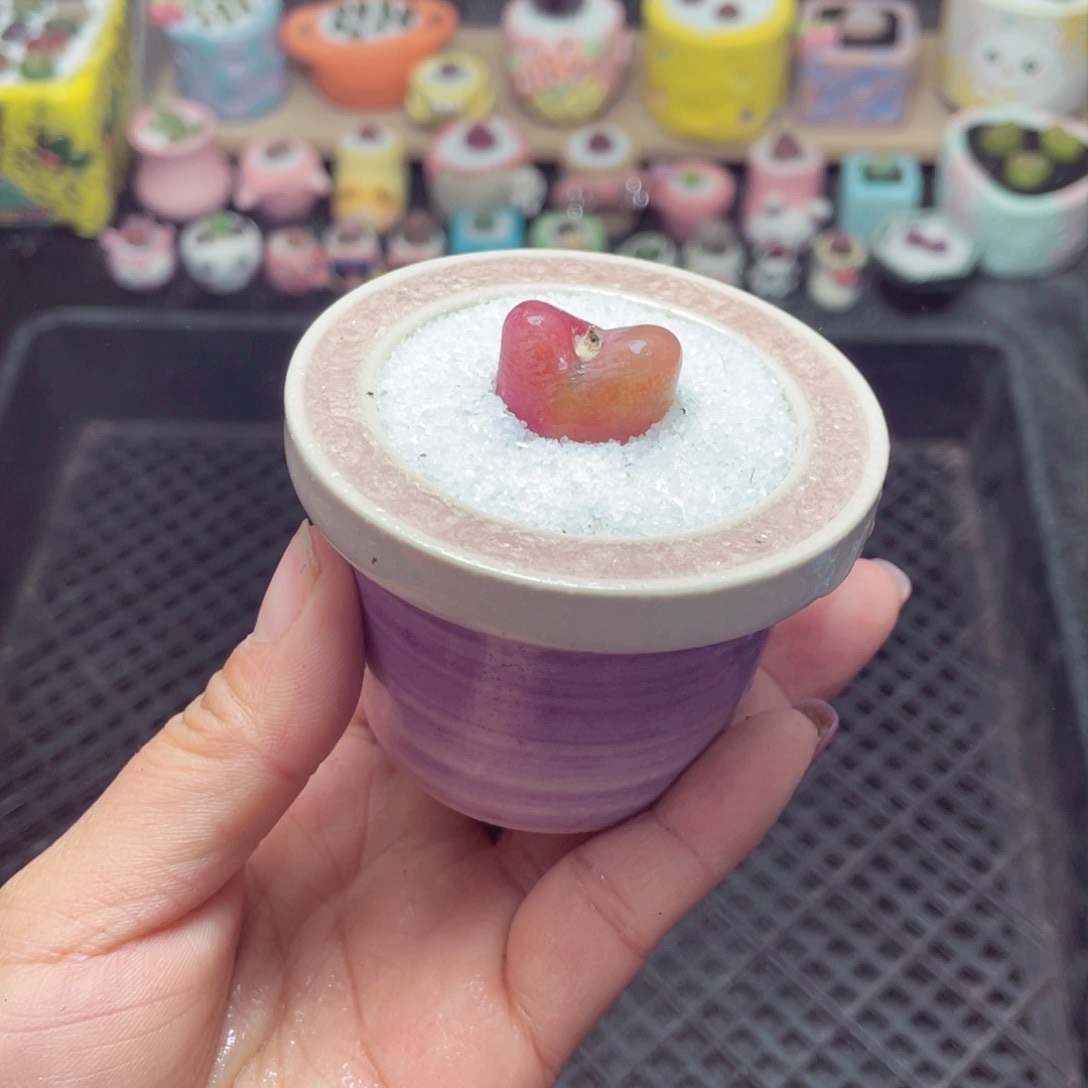 w8044 带盆土发货 -零下地区拍保温箱