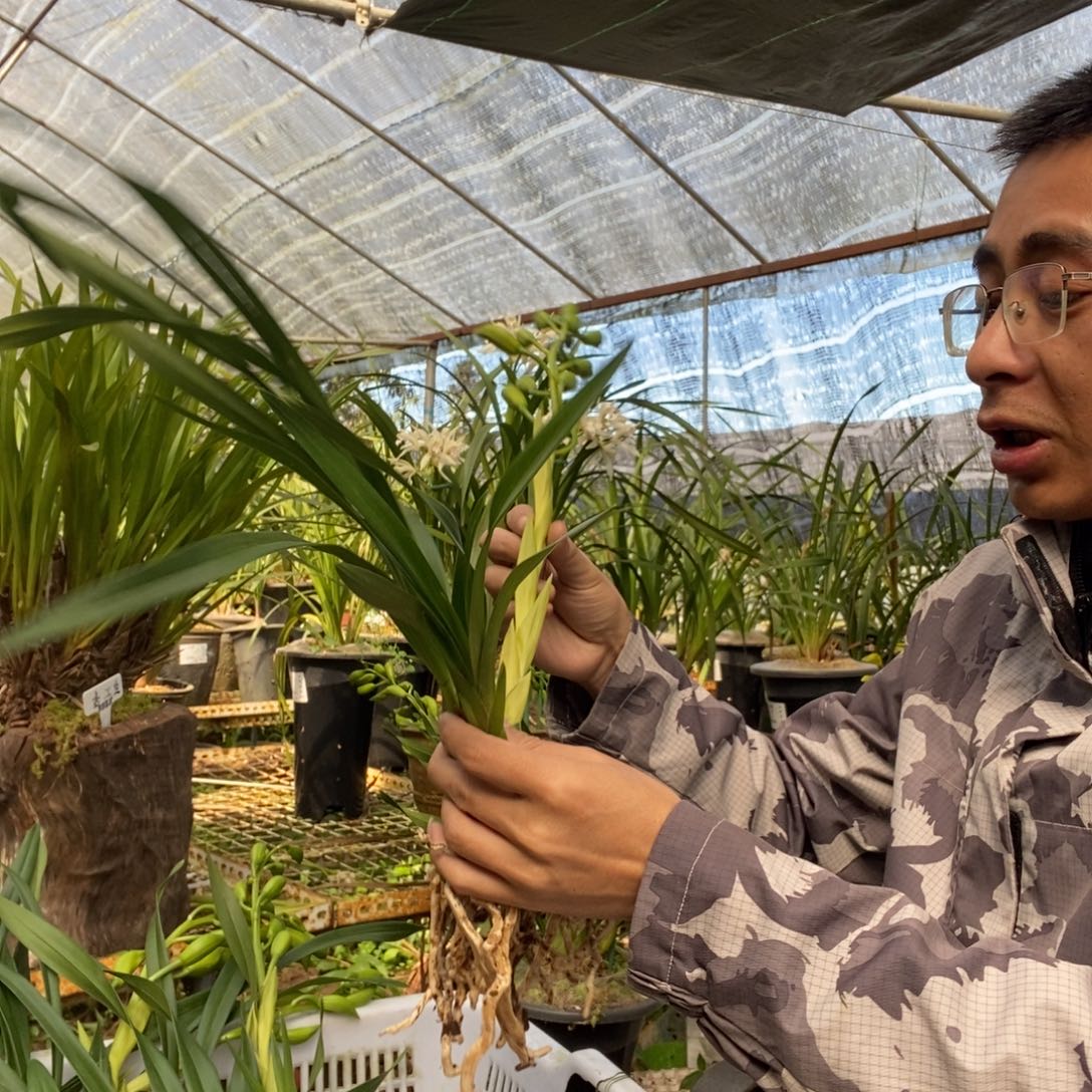 稻***哥完全开放红嘴素花