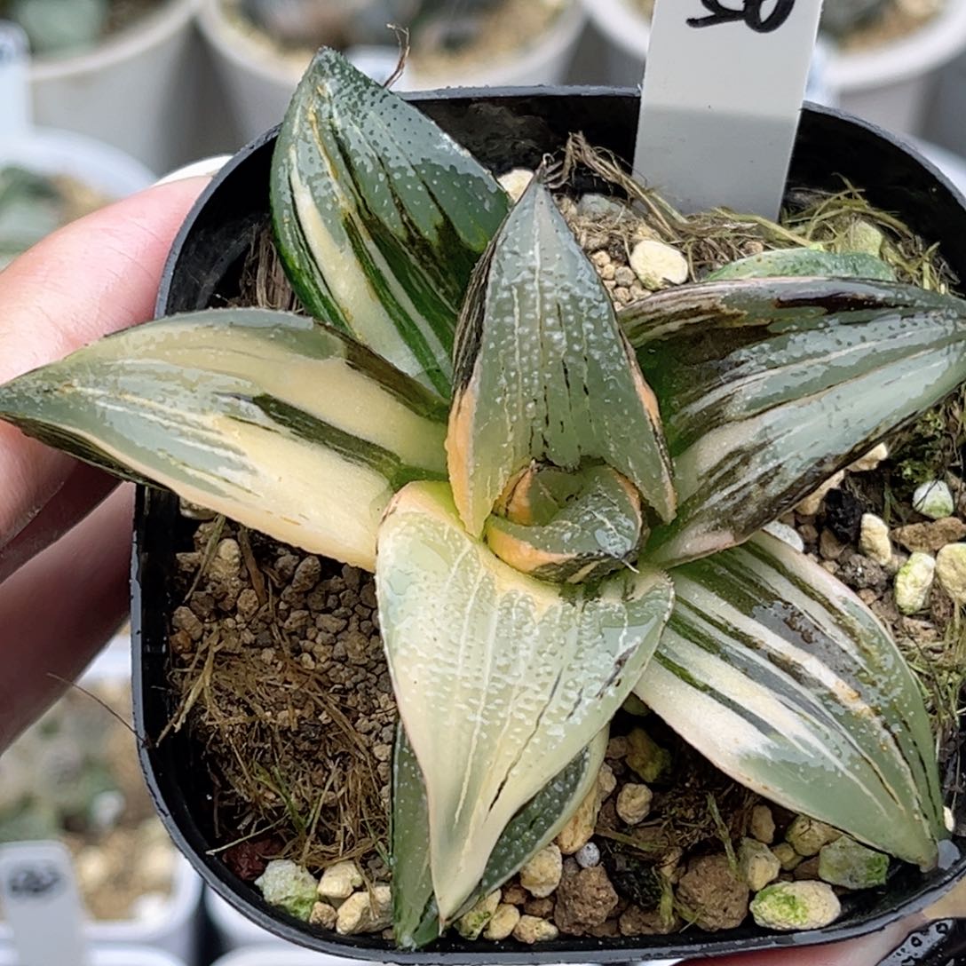 56茜云芭提雅锦福利专场