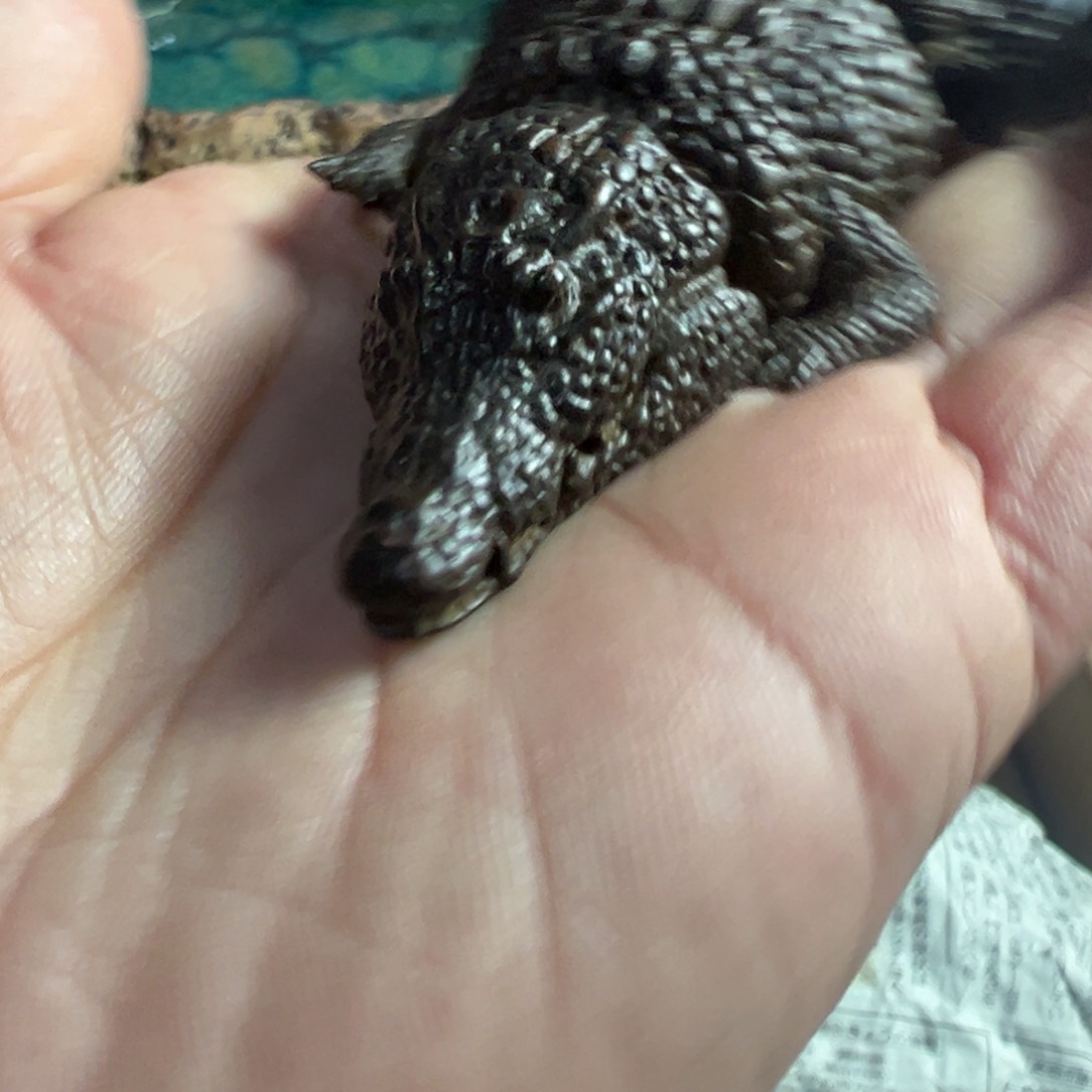 紫砂茶壶我家粉皮真好看啊