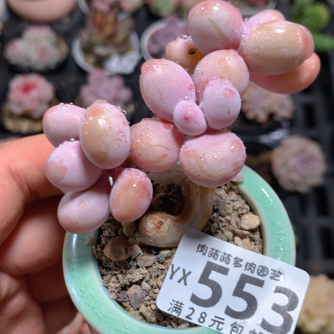 5CM拇指盆精控多肉YX553