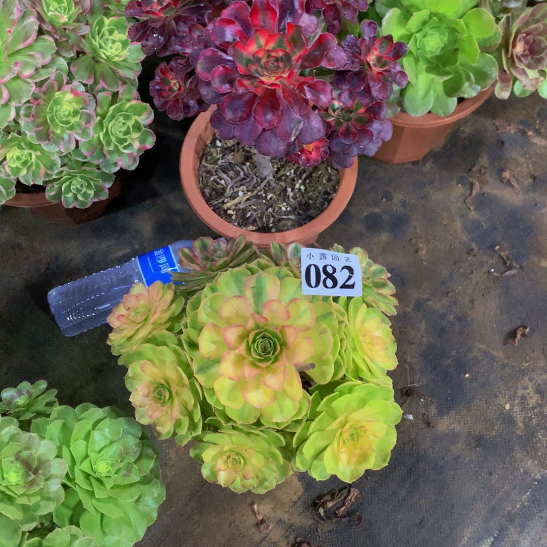 王*大多肉植物082雨荷888888