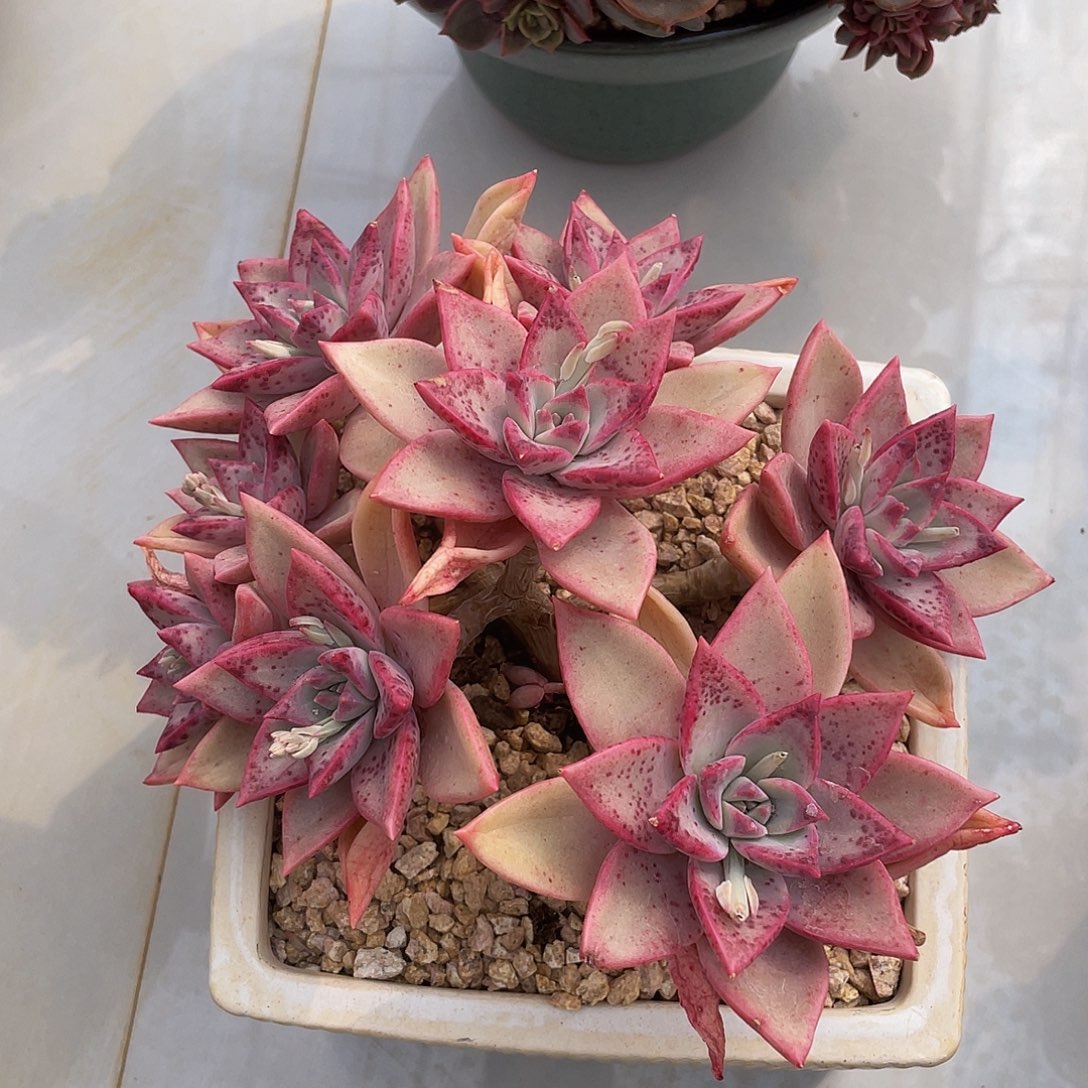 冰月多肉多肉多肉