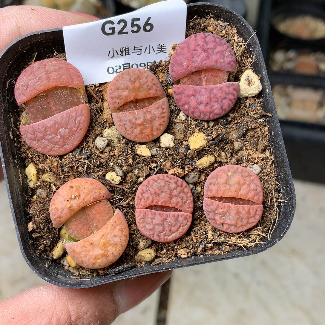 G256多肉植物保护研究所