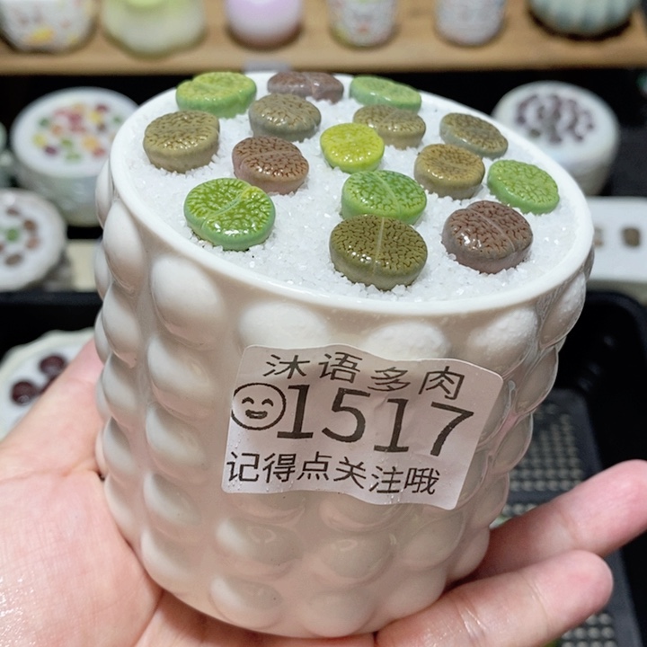 精美盆栽 一物一拍 1517