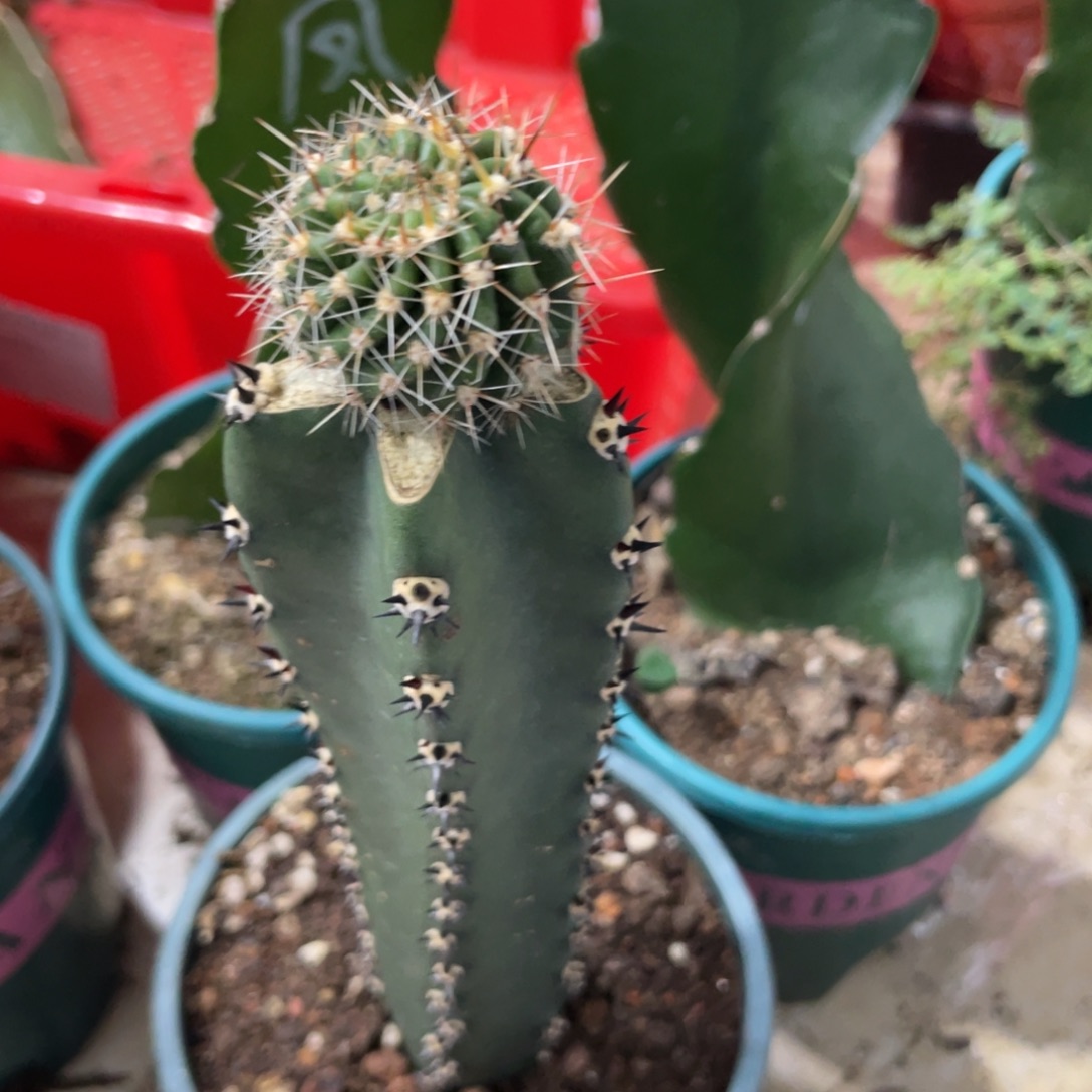 新品彩草凤羽42母本袖铺