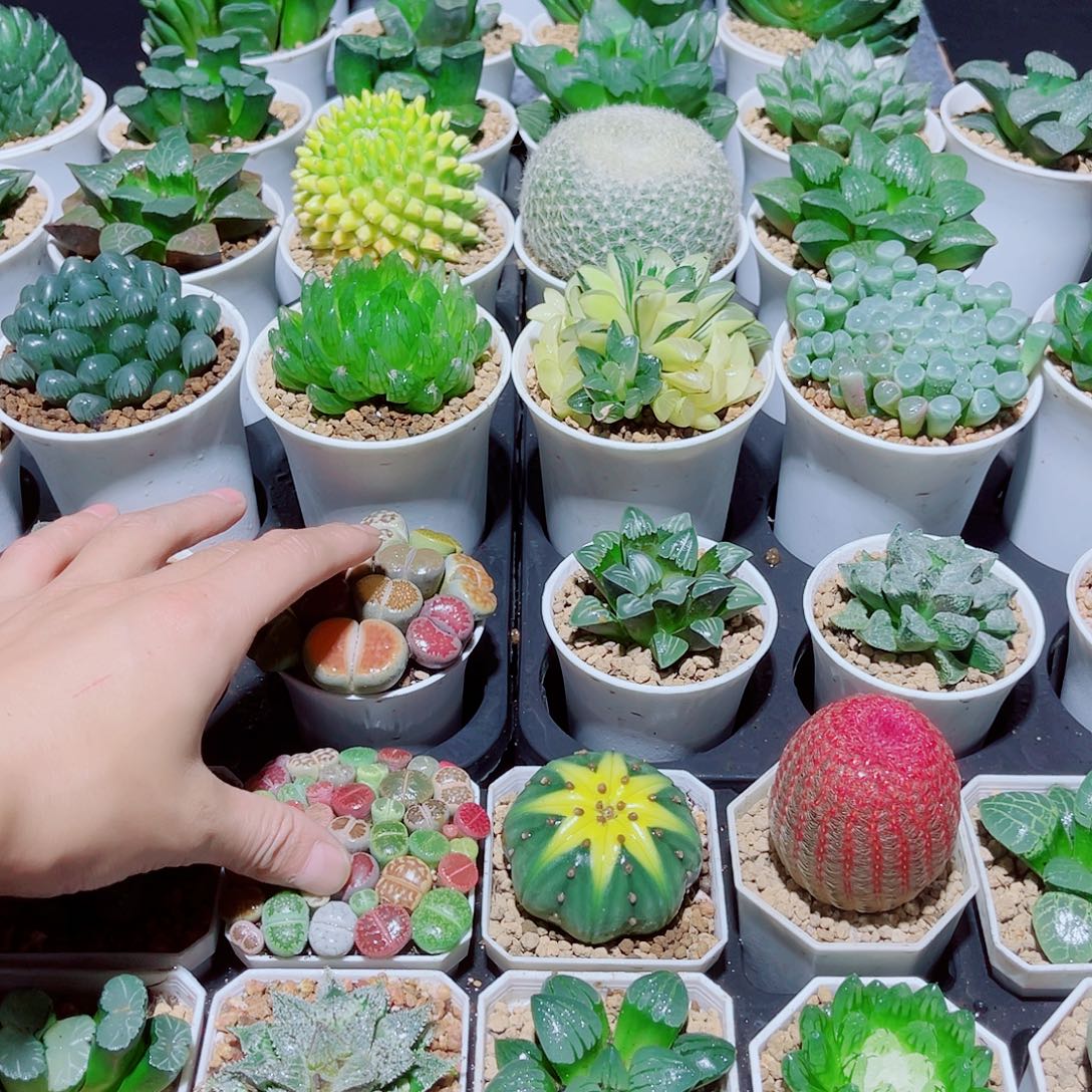 大小生石花带盆发货