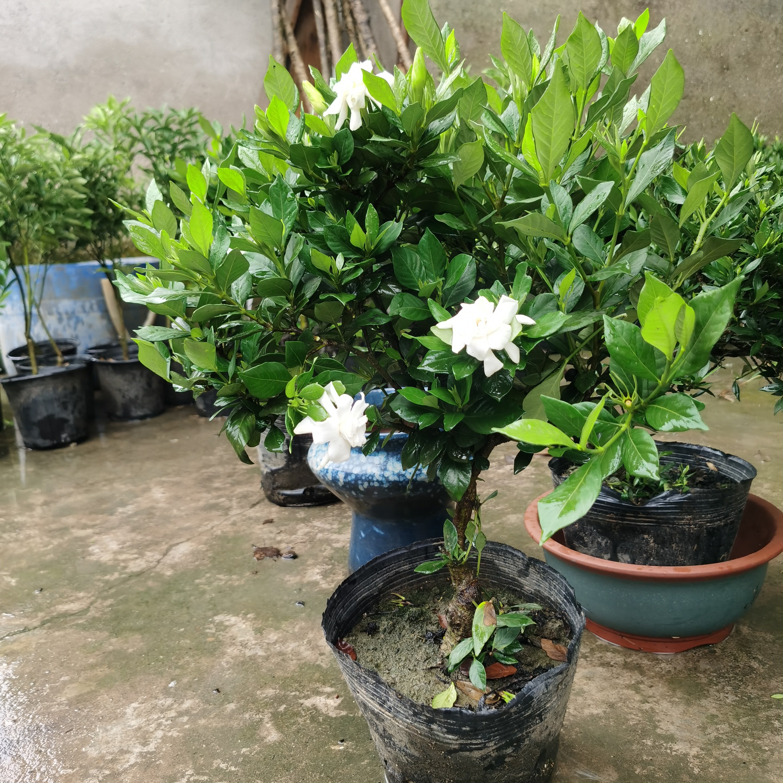 小叶独杆栀子花盆栽带花苞四季开花浓香型室内外好养绿植