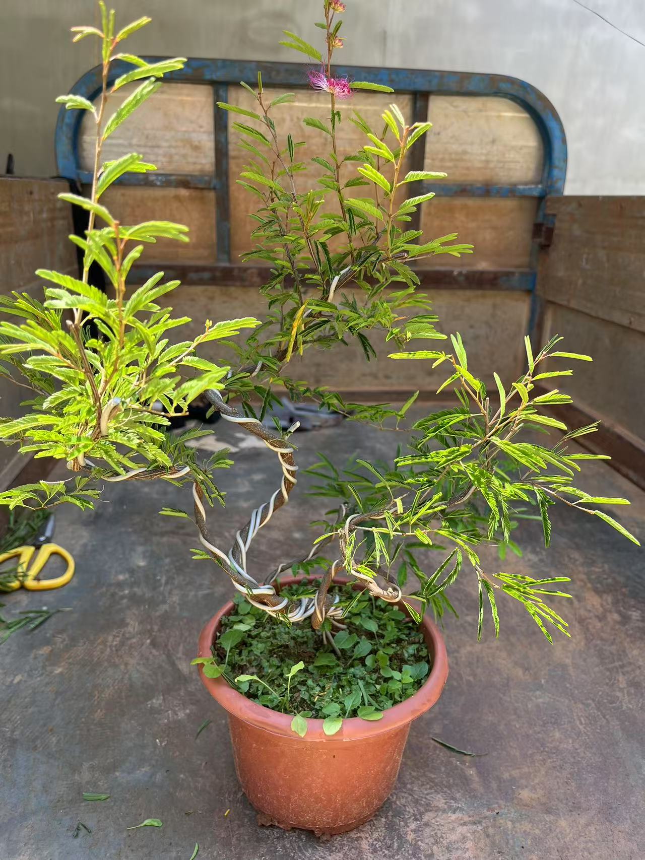 造型香水合欢会开花的适合阳台院子种植