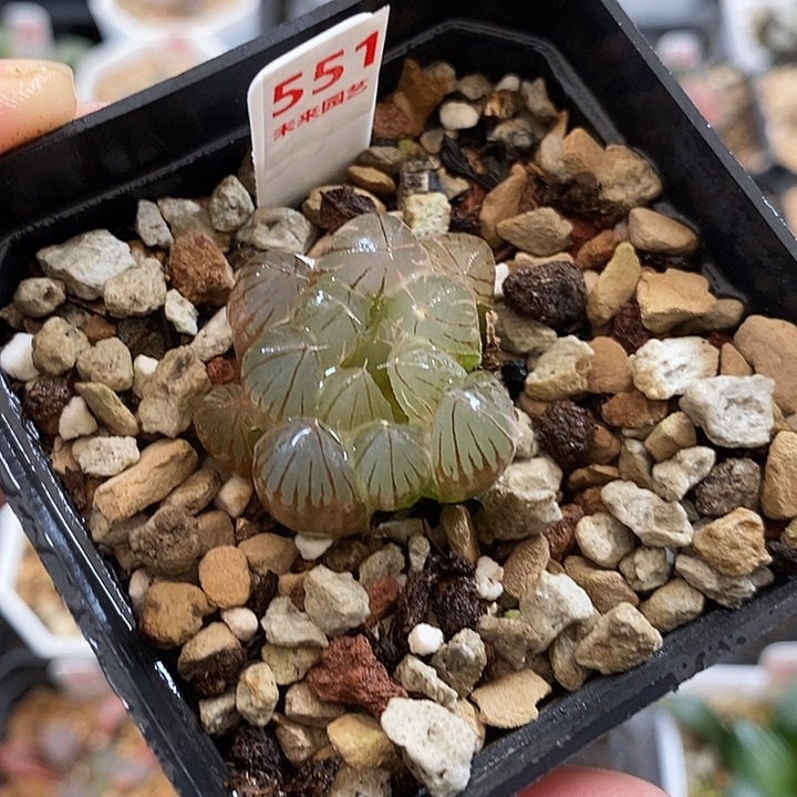 551霓虹灯玉露锦一物一拍