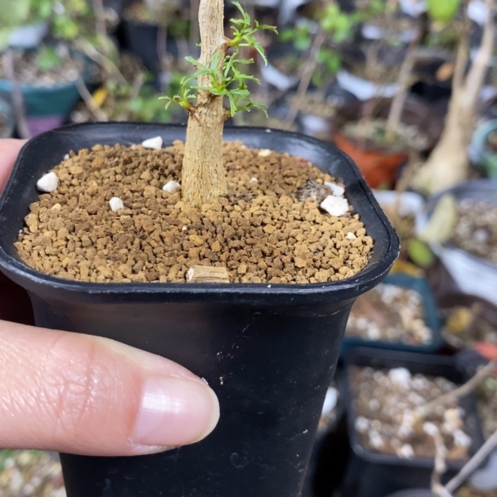 木***态飞羽橄榄带盆土发货