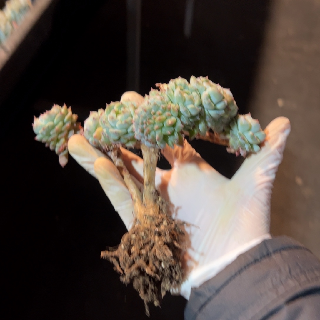 莲*新年快乐 新年快乐 新年快乐