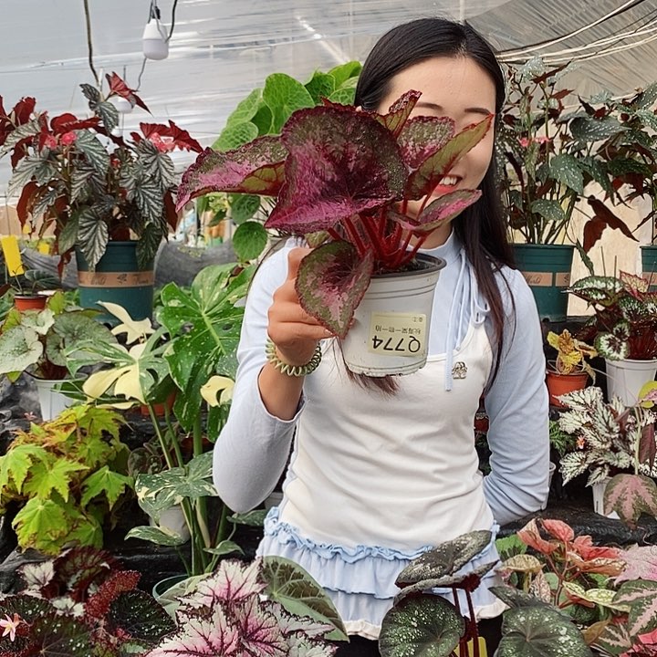 不开花植物豆***胖秋海棠774