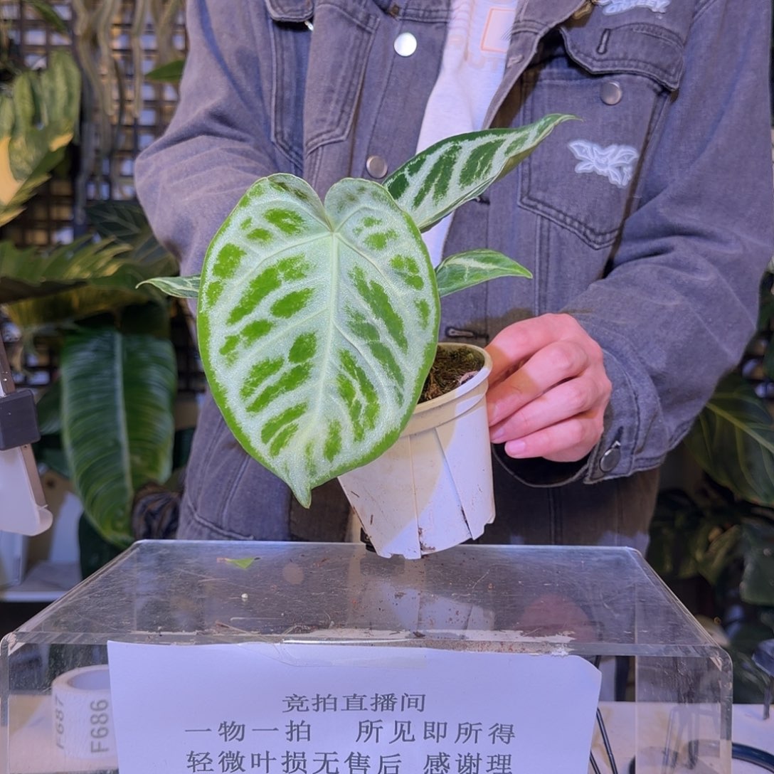 完全开放F686 铜锣烧