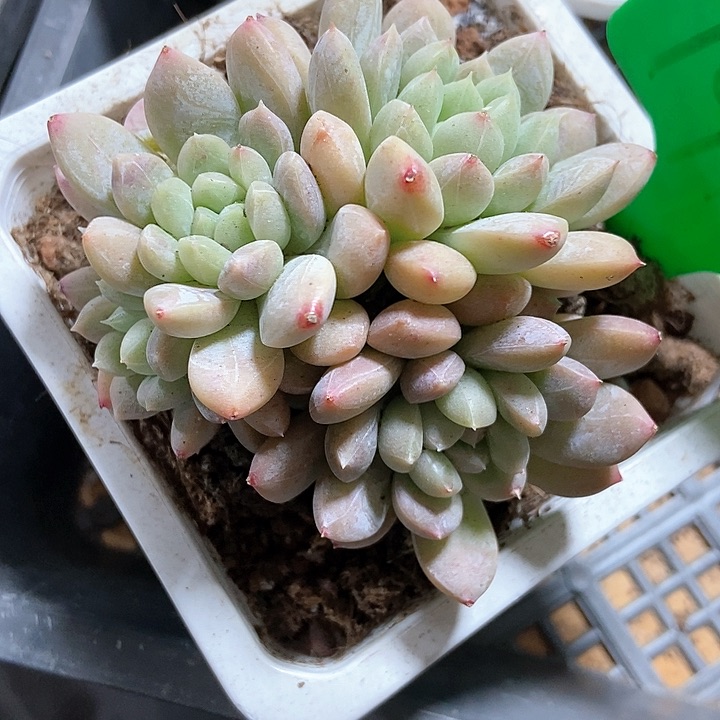 多肉植物百搭翡翠1910