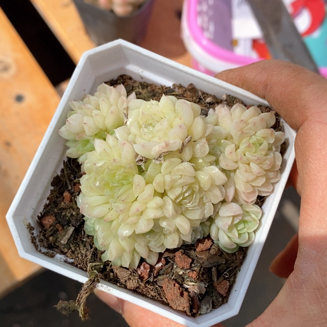 精品多肉一物一拍不包整124