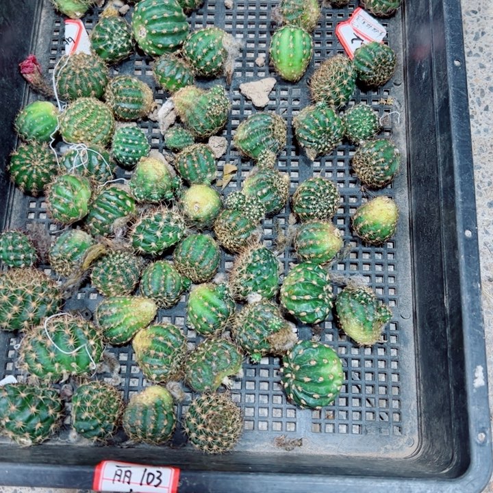 84混丽花2个歪软斑不好无根侧芽2一3公分左右20包邮